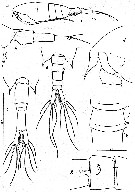 Espce Calanopia biloba - Planche 1 de figures morphologiques
