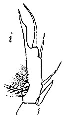 Espce Calanopia elliptica - Planche 5 de figures morphologiques