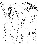 Espce Mesocalanus lighti - Planche 2 de figures morphologiques