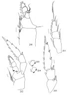 Espce Metridia ornata - Planche 4 de figures morphologiques
