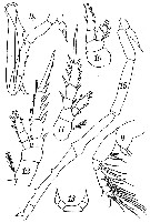 Espce Miostephos cubrobex - Planche 2 de figures morphologiques
