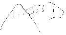 Espce Oithona hebes - Planche 6 de figures morphologiques
