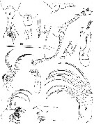 Espce Tortanus (Atortus) scaphus - Planche 1 de figures morphologiques