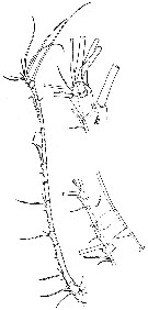 Species Tortanus (Atortus) lophus - Plate 1 of morphological figures