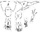 Espce Tortanus (Atortus) murrayi - Planche 2 de figures morphologiques