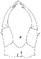 Espce Tortanus (Atortus) scaphus - Planche 3 de figures morphologiques