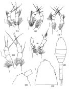 Species Metridia ornata - Plate 6 of morphological figures