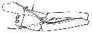 Espce Tortanus (Atortus) murrayi - Planche 3 de figures morphologiques