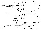 Espce Acrocalanus andersoni - Planche 3 de figures morphologiques