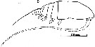Espce Acrocalanus longicornis - Planche 6 de figures morphologiques