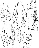 Espce Acrocalanus andersoni - Planche 5 de figures morphologiques
