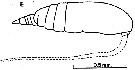 Espce Acrocalanus gracilis - Planche 3 de figures morphologiques