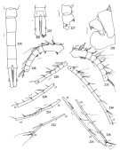 Espce Metridia ornata - Planche 7 de figures morphologiques