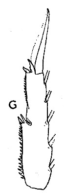 Espce Acrocalanus longicornis - Planche 7 de figures morphologiques