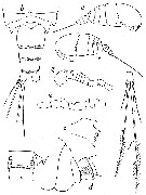 Espce Pseudocyclops paulus - Planche 1 de figures morphologiques