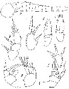 Espce Pseudocyclops paulus - Planche 2 de figures morphologiques