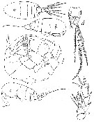 Espce Pseudocyclops rubrocinctus - Planche 1 de figures morphologiques