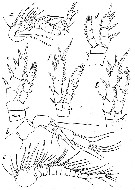 Espce Pseudocyclops rubrocinctus - Planche 2 de figures morphologiques