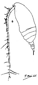 Espce Acrocalanus longicornis - Planche 8 de figures morphologiques