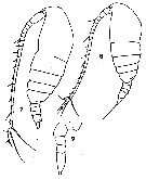 Species Acrocalanus gibber - Plate 5 of morphological figures