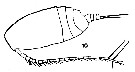 Espce Acrocalanus monachus - Planche 3 de figures morphologiques