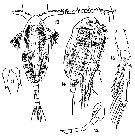 Espce Paracalanus indicus - Planche 10 de figures morphologiques