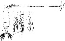 Espce Mecynocera clausi - Planche 7 de figures morphologiques