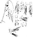 Espce Ctenocalanus vanus - Planche 5 de figures morphologiques