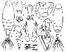Espce Calanopia seymouri - Planche 1 de figures morphologiques