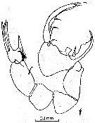 Espce Labidocera pectinata - Planche 4 de figures morphologiques