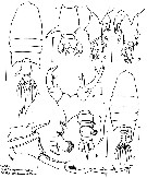 Espce Pontellopsis laminata - Planche 4 de figures morphologiques