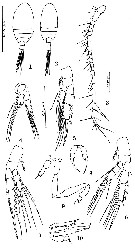 Espce Miostephos leamingtonensis - Planche 1 de figures morphologiques