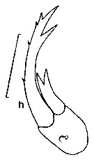Espce Pontellopsis perspicax - Planche 6 de figures morphologiques