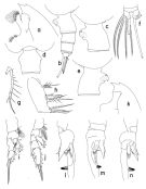 Espce Euchaeta pubera - Planche 1 de figures morphologiques
