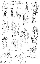 Species Pseudocyclops magnus - Plate 1 of morphological figures