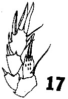 Espce Pseudocyclops paulus - Planche 3 de figures morphologiques