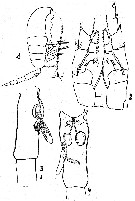 Espce Metridia lucens - Planche 8 de figures morphologiques