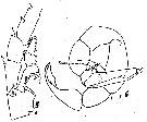 Espce Metridia gerlachei - Planche 3 de figures morphologiques
