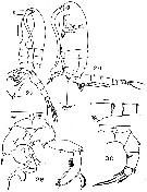 Espce Pseudodiaptomus malayalus - Planche 1 de figures morphologiques