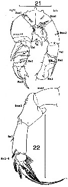 Espce Pseudodiaptomus sewelli - Planche 2 de figures morphologiques