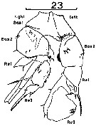 Espce Pseudodiaptomus compactus - Planche 2 de figures morphologiques