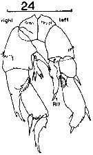Espce Pseudodiaptomus jonesi - Planche 2 de figures morphologiques