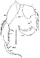 Espce Acartiella keralensis - Planche 2 de figures morphologiques