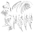 Espce Paraeuchaeta malayensis - Planche 2 de figures morphologiques