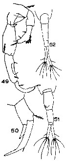 Espce Acartiella sewelli - Planche 1 de figures morphologiques