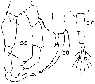 Espce Acartiella major - Planche 4 de figures morphologiques