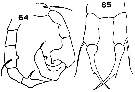Espce Acartia (Acanthacartia) chilkaensis - Planche 2 de figures morphologiques