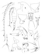 Espce Paraeuchaeta malayensis - Planche 3 de figures morphologiques