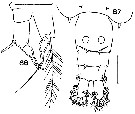 Espce Acartia (Odontacartia) centrura - Planche 4 de figures morphologiques