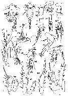 Espce Oithona dissimilis - Planche 4 de figures morphologiques